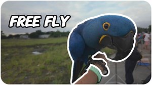 Talking About Noah the Hyacinth's Feather Problem #parrot #parrotlover #parrotvideo #freefly #pet | Gabriel Wang