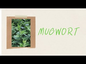 What You don’t know about Mugwort? Benefits, Side Effect, Dosage, Health Risk