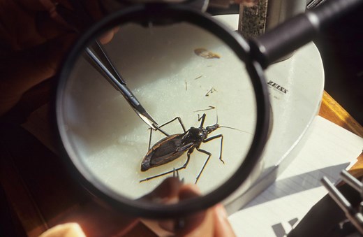 ‘Assassin’ kissing bug spotted in tri-state area: CDC
