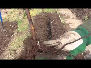 Allotment Grow How - Planting Raspberries (Autumn Fruiting)