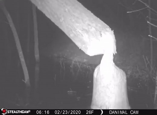 How long does it take for 2 beavers to knock down a tree? #stealthcam #trailcamera #fyp #foryou #whatgetsyououtdoors