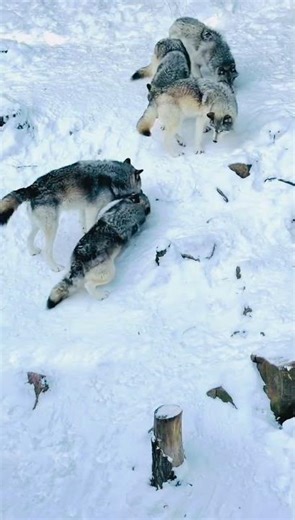 Wild Wolves in Snow 🐺❄️