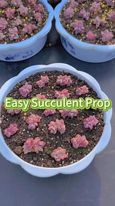 Easy succulent plant propagation techniques👌 #succulents #propagation #plantcare #indoorplants #gardeningtips #plants #garden | Gardening & Landscape Ideas