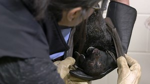 No need to break out the garlic - the Columbus Zoo crew knows how to handle a flying fox with a bat attitude. | National Geographic Animals