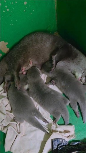 Anak Siboni berusia 1 bulan ll Siboni's son is 1 month old #siboni #sibona #otter #animals