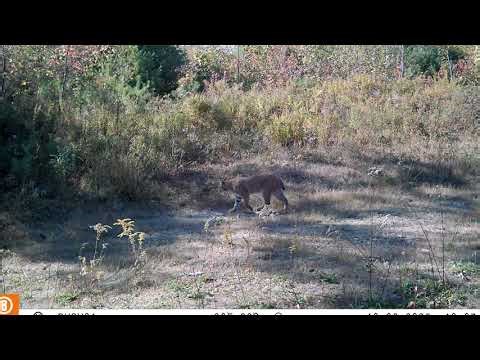 1 Hour of Maine Trail Cam Wildlife | Stoat, Possum, Porcupine, Bobcat, and A Ton of Deer Behaviors