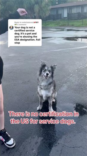 In the US, service dog “certifications” are scams! #disabilityawareness #servicedog #dog #fyp