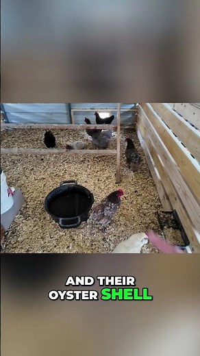 Backyard Chickens: Essential Feeders & Waterers Setup! #shorts