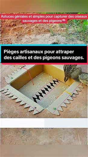 Techniques pour Capturer des Oiseaux Sauvages