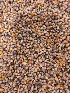 Glass Gem Indian Corn Seeds: Colorful Decor & Wildlife Feed - Etsy