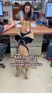 We have a new Office Manager!! | Collin County Adoptable Pets in McKinney Tx
