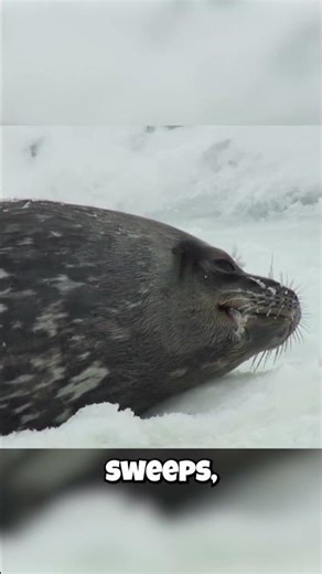 The Alien Laser Sounds Hidden Under Antarctica's Ice!