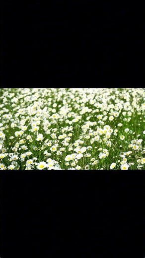 [4K] 👉시골, 한적한 데이지꽃이 만발한 하얀들판🌼| 자연 ASMR