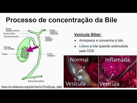Aprendendo Fisiologia: Secreção Biliar (por Marilda Brasil)