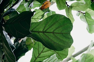 How To Branch Fiddle Leaf Figs (Notching vs. Pruning) — Greenhouse Studio
