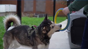 Dog overdoses on cocaine during walk in western Canada