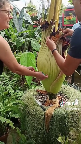 Observation des fleurs du Titanum au jardin botanique