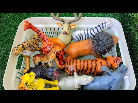 Jungle Animal Learning for Kids | Reindeer, Elephants & Wild Adventures!