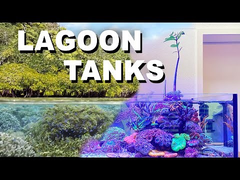 Lagoon Aquarium = Shallow Reef ?