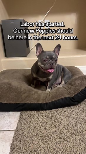 French Bulldog Labor Journey - New Puppies Soon!