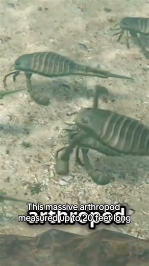 J coleopterus the 20 foot long sea scorpion of the Devonian period