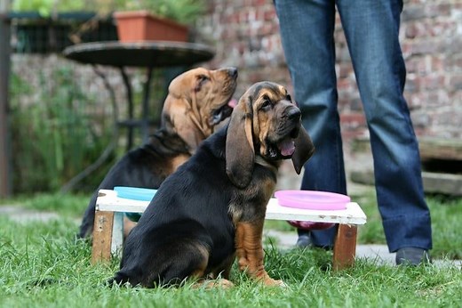 Can Dogs Eat Cabbage?