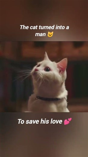 CAt turned into a man. #trendingshorts #love #lovestatus #song #newsong #bts #Kdrama