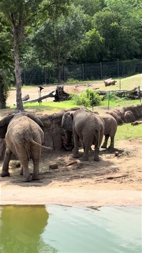 Dallas zoo day!