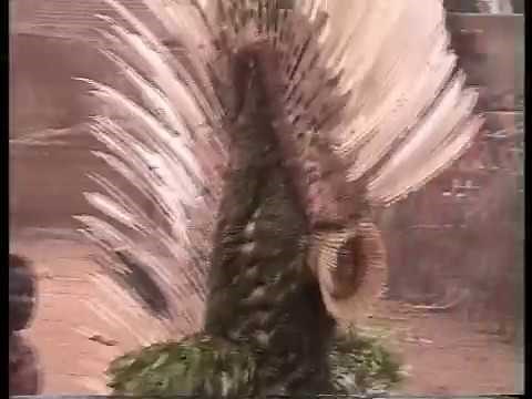 Masks of the Bwa Village of Boni (by Alain Deschamps)