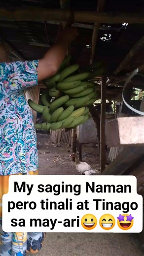My saging Naman kaya lng tinali at tinago sa may - Ari 😀🤩😁 #fbreelsfypシ゚viralfbreelsfypシ゚viral #gainmorefollowerssubscriber #everyonehiglights | Evie Perc Tv