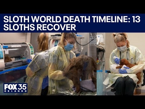 Necropsy reports explain deaths of 52 sloths for 'Sloth World'
