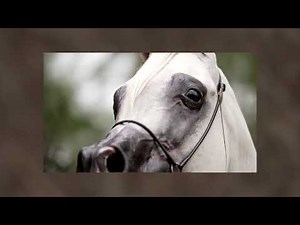 ELFERUS - The Gray Polish Arabian Champion Shining in Brazil