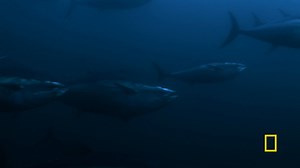 14K views · 464 reactions | It might be Doghouse's first season fishing together as a crew, but they've got a special synergy happening on the boat. A new episode of #WickedTuna: Outer Banks airs tomorrow night at 9/8c on National Geographic. | Wicked Tuna | Facebook