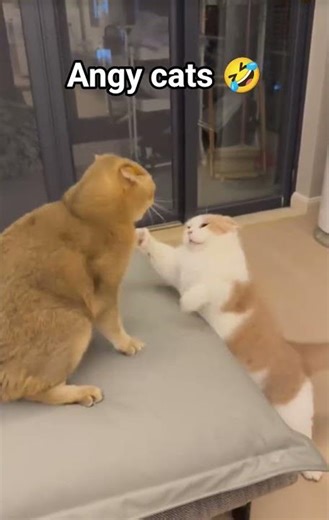 angy cats 🤣 #cat #shorts