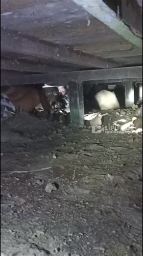 Liputan Pontianak | Aksi pencurian terjadi di rumah warga milik almarhum Bu Ros di Gang Tani, Desa Sungai Kunyit Laut, Kecamatan Sungai Kunyit, Kabupaten... | Instagram