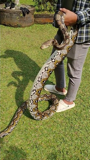 reticulated python