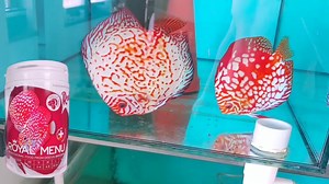 2.3K views · 78 reactions | For massive and full RED discus - ROYAL...