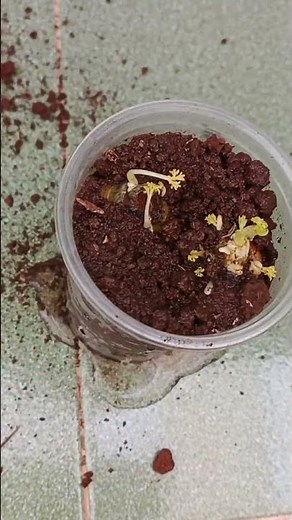 How to Grow Carrot Plants from Carrot Tops at Home