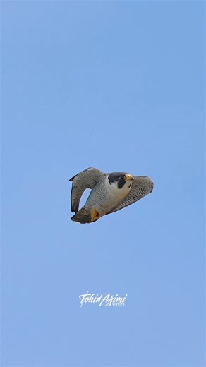 Male Peregrine Falcon stooping to the too of the cliffs....#peregrinefalcon #falcon #birdsofprey