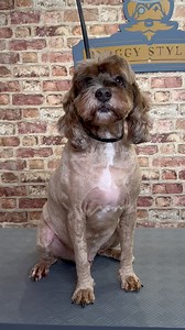 Doggy Daily Episode 20: Albie the Cockapoo 🐶 #cockapoo | Doggy Styling