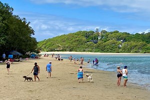 15 Best Dog Beaches Around Brisbane | Must Do Brisbane