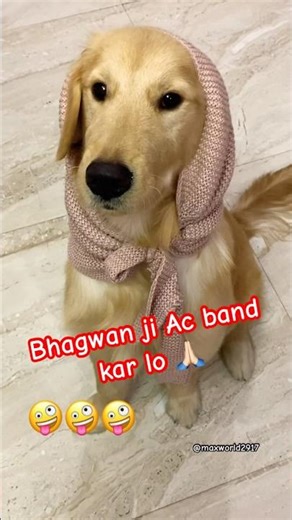 Max Ko Bhot Thand Lag Rahi Hai 🥶🐶||#dogreels #petdog #funnypet #dogshorts