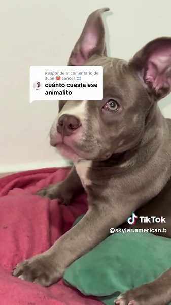 ¿Cuánto cuesta un American Bully en Popayán?