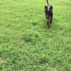 🚨 DERP ALERT 🚨 This is Jax ❤️ He came to us last month almost completely paralyzed on his left side. After a lot of PT and some major TLC, Jax is ready for a home of his own! We believe he is a Great Dane/Hound mix, he is SUPER tall and lanky and still figuring out how to work his long legs so he’s kind of goofy. His ears haven’t decided if they want to stand up or lay down yet so they just kind of slip around. This playful boy LOVES to play with humans AND other dogs ❤️He is also good with pu