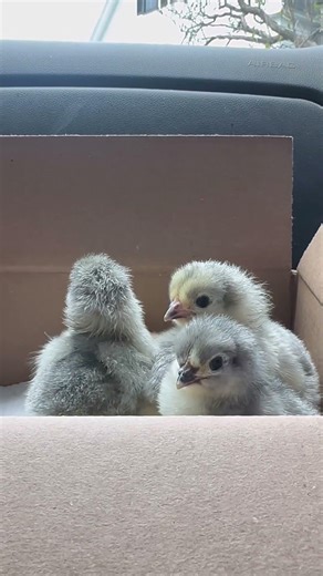 Newly hatched chicks🐣🐥