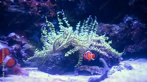 A Nemo fish plays hide and seek amongst the moving tentacles of a soft Sea Anemone. Clownfish or Anemonefish in Aquarium concept. 4k super slow motion 120 fps raw cinematic video