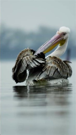 The Expressive Baboon — Nature’s Living Emotions | Peaceful_Tranquil