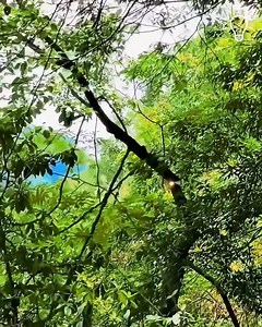 3.8M views · 14K reactions | Using Laser To Cut Tree Branches!  | DIY Panda | Facebook