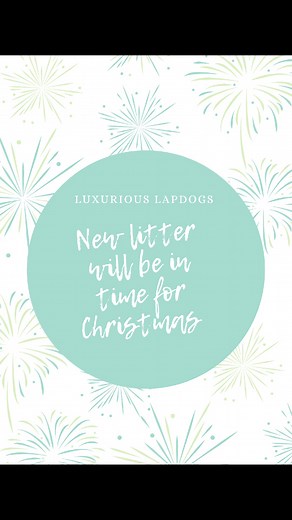 Luxurious Lapdogs on Reels | Facebook