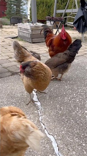 Chickens 🐓